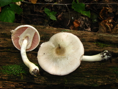 Agaricus leptocaulis