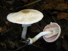 Agaricus leptocaulis