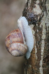 Helix pomatia