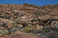 Othonna euphorbioides