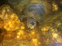 Kinosternon sonoriense