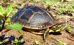 Chrysemys dorsalis