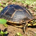 Southern Painted Turtle - Photo (c) Grover J. Brown, some rights reserved (CC BY-NC), uploaded by Grover J. Brown