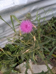 Cirsium vulgare