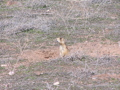 Cynomys parvidens