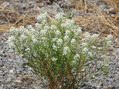 Lepidium alyssoides