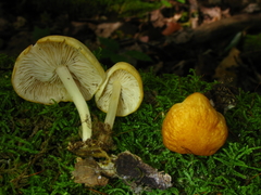 Marasmius strictipes