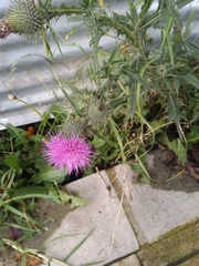 Cirsium vulgare
