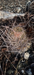 Mammillaria mystax