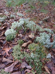 Cladonia multiformis