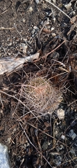 Mammillaria mystax