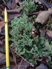 Cladonia multiformis