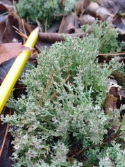 Cladonia multiformis