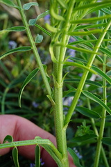 Astragalus asper