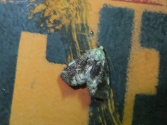 Drobeta