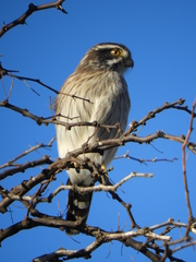 Spiziapteryx circumcincta