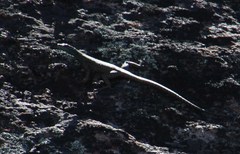 Platysaurus capensis