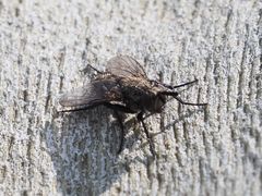 Triarthria setipennis