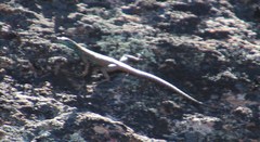 Platysaurus capensis