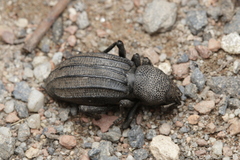 Talaurinus