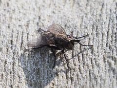 Triarthria setipennis