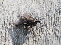 Triarthria setipennis