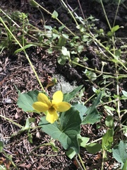 Viola lobata integrifolia