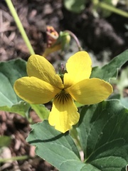 Viola lobata integrifolia
