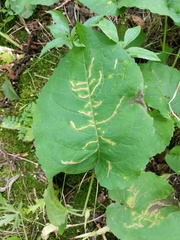 Scrobipalpula manierreorum