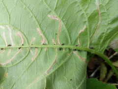 Scrobipalpula manierreorum