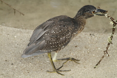 Nyctanassa violacea pauper