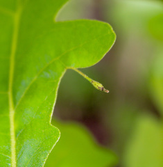 Andricus chinquapin