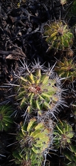 Ferocactus flavovirens