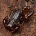 Wood Scorpions - Photo (c) Daniel Kurek, some rights reserved (CC BY-NC), uploaded by Daniel Kurek