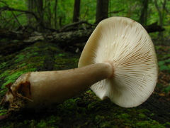Lactarius cinereus