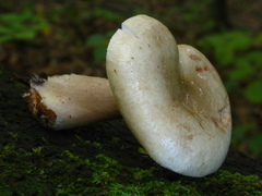 Lactarius cinereus