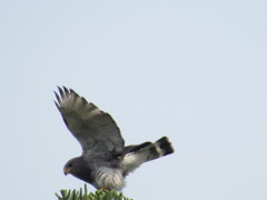 Buteo plagiatus