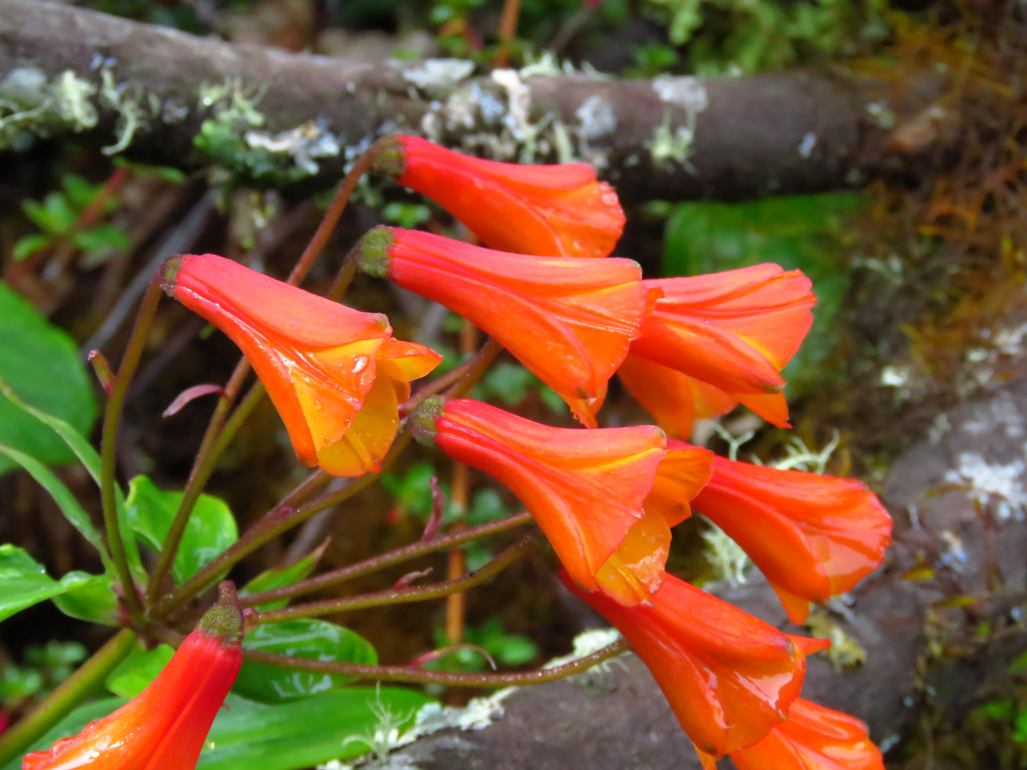 Astromelias, Quilinejas Y Parientes (Familia Alstroemeriaceae) · Natusfera