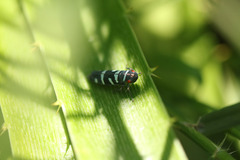 Balacha melanocephala