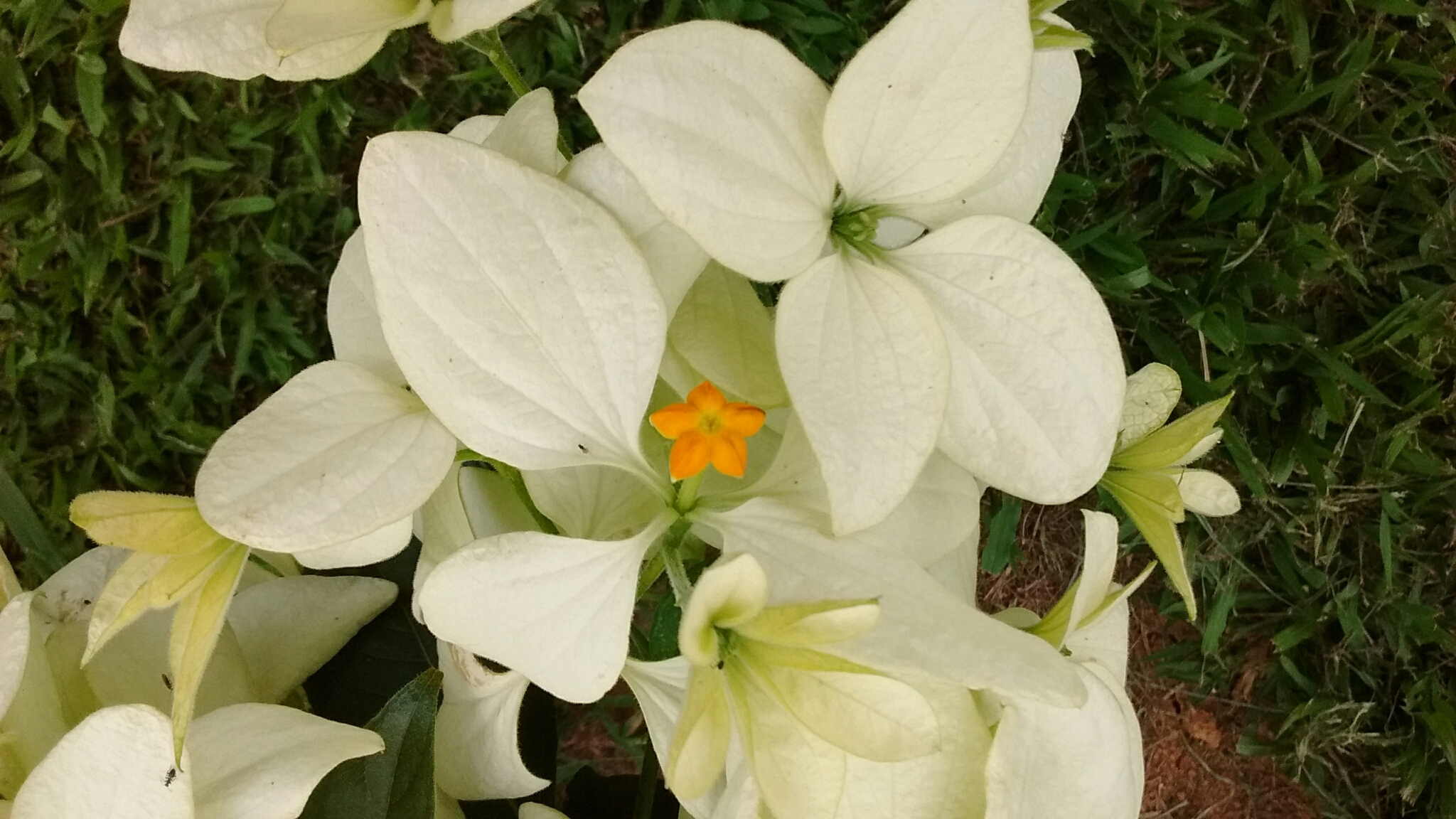 Mussaenda philippica