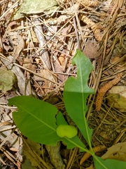 Exobasidium rhododendri