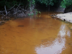 Potamotrygon magdalenae