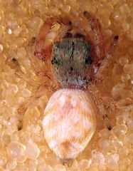 Metaphidippus chera