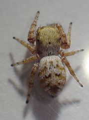 Metaphidippus chera