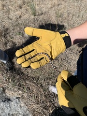 Lampropeltis gentilis