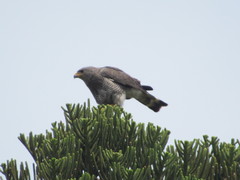 Buteo plagiatus