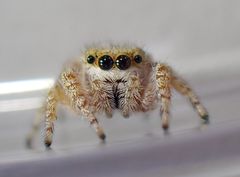 Metaphidippus chera