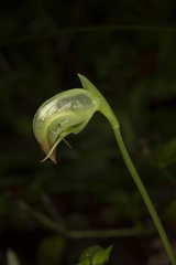 Pterostylis hispidula