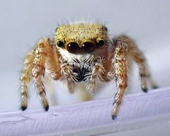 Metaphidippus chera