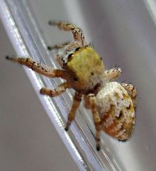Metaphidippus chera
